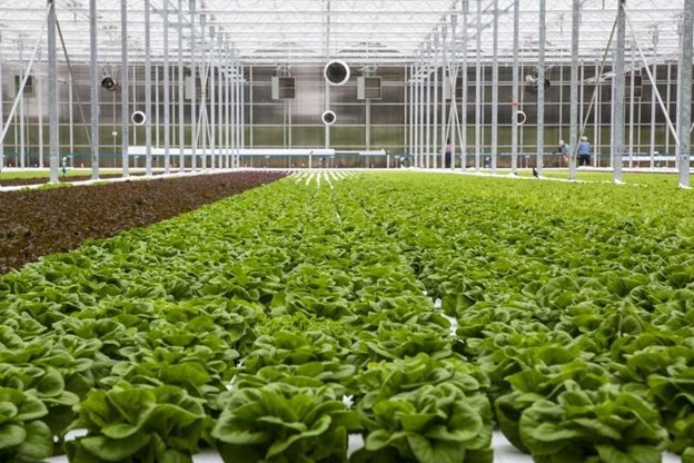 درآمد میلیونی در روستا