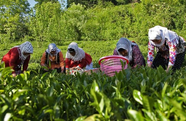 کارهای زودبازده در روستا