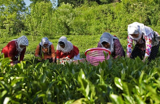 کسب و کارهای کوچک پرسود در روستا