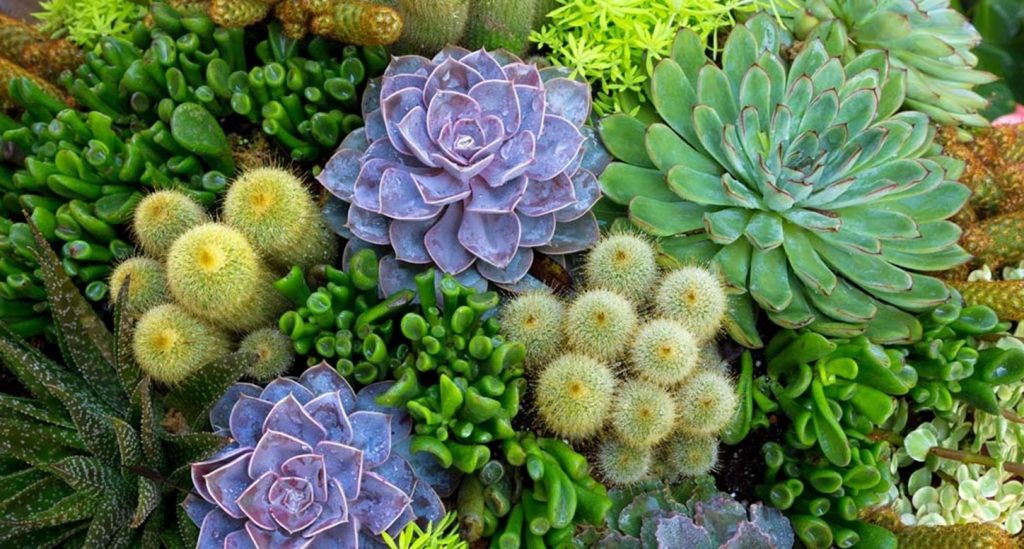 شغل پردرآمد برای زنان روستایی